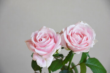 ピンクの薔薇