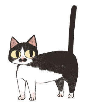 black and white cat