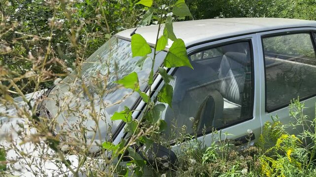 Abandoned old car overgrown around with young poplars and weeds
