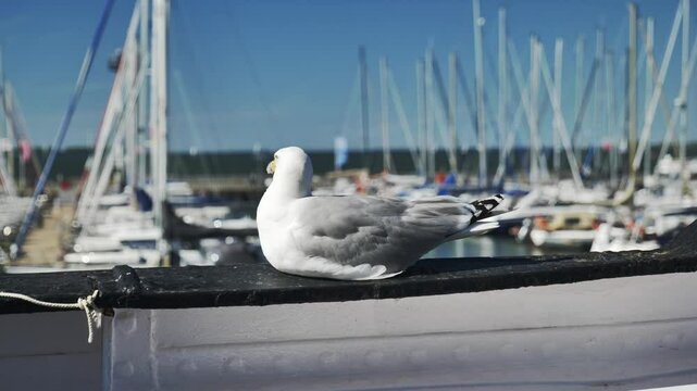 Eine M&ouml;we sitzt entspannt auf der Reling eines Schiffes im Hafen von Stralsund und genie&szlig;t die maritime Atmosph&auml;re der K&uuml;stenstadt.