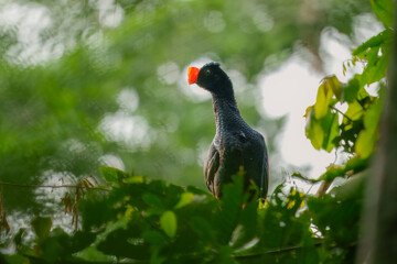 Razor-billed Curassow Mitu tuberosum, is a species of bird in the family Cracidae, the chachalacas, guans, and curassows. It is found in Bolivia, Brazil, Colombia, and Peru