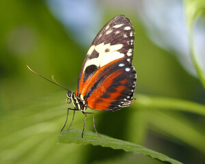 Butterflies