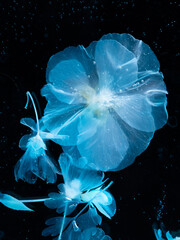Decellularized flowers underwater on black background. Biotechnology science experiment on plants. Between art, biology and fiction. Transparent plants colored with blue ink.