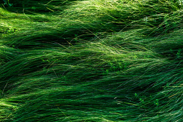 A field of green grass with a few small flowers