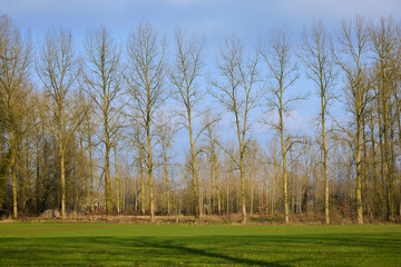 A row of tall, leafless poplar trees stands against a clear blue sky, with a green grassy field in the foreground.