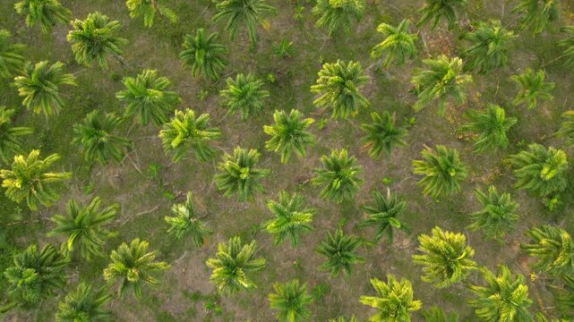 Palmeras, Departamento Meta, Cultivo chontaduro