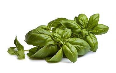 Leaf fresh basil isolated on white background