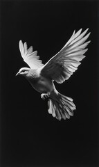 Fototapeta premium Black-and-white dove in flight, against a black background