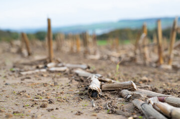 Dry corn cob in a harvested field, global warming, climate change, cultivated agriculture plants for food, farmland on the countryside 