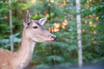 White tailed deer fawn in autumn forest, wildlife in the woodland
