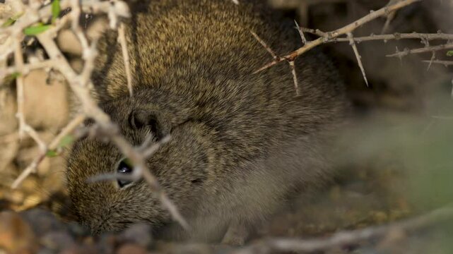 Cute Southern mountain cavy scratching and eating, close up shot