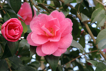 Closeup of a pink Japanese Camellia bloom, Derbyshire England
