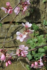 Fototapeta premium Peach blossom in early Spring sunshine, Derbyshire England 
