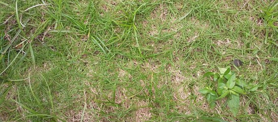 Grass Growing Against the Odds, Resilience of Nature