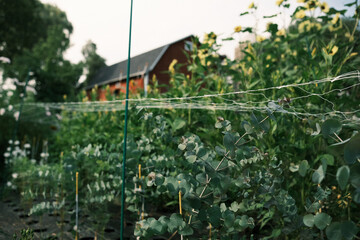 eucalyptus and sunflowers growing on flower farm against red barn