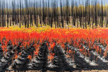 Obraz premium Regeneration After Fire Red Plants Landscape Photography