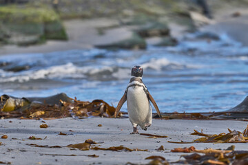 Magellanic Penguin (Spheniscus magellanicus) returning to land from the sea on a large sandy beach...