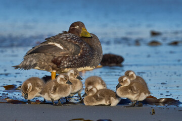 Female Falkland Steamer Duck (Tachyeres brachypterus) with recently hatched chicks on a sandy beach on Sea Lion Island in the Falkland Islands.