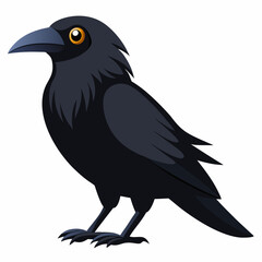 crow on a white background