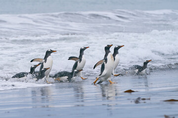Gentoo Penguins (Pygoscelis papua) coming from and going to sea from a sandy beach on Sea Lion Island in the Falkland Islands.