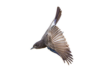 Black Phoebe (Sayornis nigricans) Photo in Flight on a Isolated, Transparent PNG Background