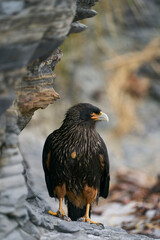 Striated Caracara (Phalcoboenus australis) on the coast of Sea Lion Island in the Falkland Islands.