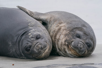 Southern Elephant Seal pups (Mirounga leonina) on the coast of Sea Lion Island in the Falkland...