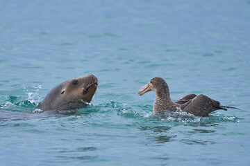Southern Giant Petrels (Macronectes giganteus) trying to scavenge from a Southern Sea Lion (Otaria...