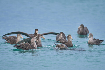 Southern Giant Petrels (Macronectes giganteus) trying to scavenge from a Southern Sea Lion (Otaria...