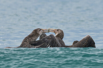 Southern Giant Petrels (Macronectes giganteus) squabbling in the waves along the coast of Sea Lion...