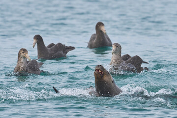 Obraz premium Southern Giant Petrels (Macronectes giganteus) trying to scavenge from a Southern Sea Lion (Otaria flavescens) with a recently caught penguin on the coast of Sea Lion Island in the Falkland Islands.
