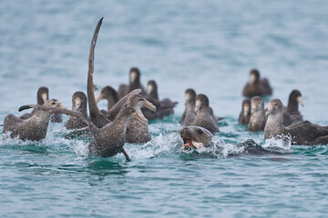 Southern Giant Petrels (Macronectes giganteus) trying to scavenge from a Southern Sea Lion (Otaria flavescens) with a recently caught penguin on the coast of Sea Lion Island in the Falkland Islands.