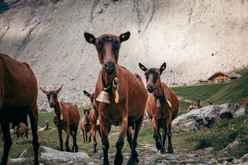 Ziege Alm 2