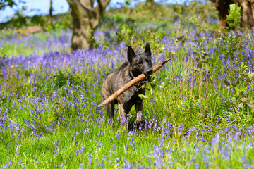 Beauty in the flowers. Brindle coloured dog carries a large stick in woodland meadow full of bluebells in rural Shropshire UK.
