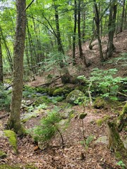 Fototapeta premium Forest Trails