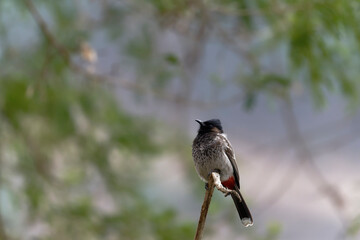 Red vented bulbul on the branch