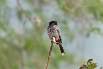 Red vented bulbul on the branch