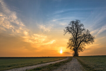 Fototapeta premium Gravel path leads to a single tree in foggy morning mood in the sunrise