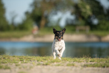 vibrant small tri-color jack russell terrier dog playfully running in natural countryside setting