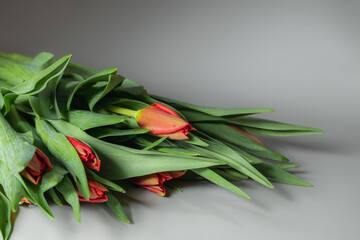 Fresh red tulips on a gray background. Spring floral background. Selective focus.