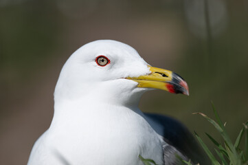 ウミネコ顔アップ