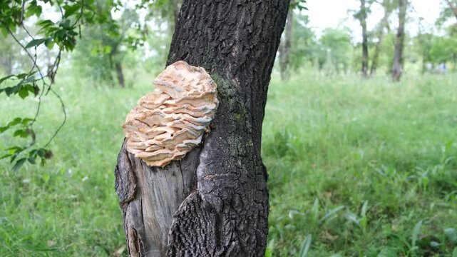 Northern tooth fungus, Climacodon septentrionalis. Mushrooms forming massive rows of clusters
