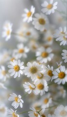 daisies in a field with a blurred background, vertical picture