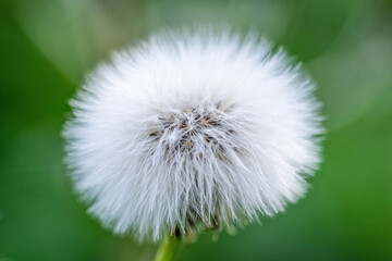 Gros plan sur un ak&egrave;ne