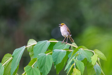 Yellow-browed Sparrow Ammodramus aurifrons, Small, short-tailed sparrow with a yellow patch in front of the eye. Found in grassy edges of rivers, as well as in grassy patches in urban and agricultural
