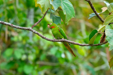 White-eyed Parakeet, Psittacara leucophthalmus in flight. Medium-sized parakeet, with a long graduated tail. Mostly green body with variable amounts of red spots on
