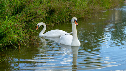 Mute swan or cygnus olor is species of swan and member of waterfowl family Anatidae. Pair of white swans swim by shore of pond or lake