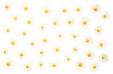 Leucanthemum vulgare (Ox-eye daisy)  PNG isolated flower heads, photographed from the top down