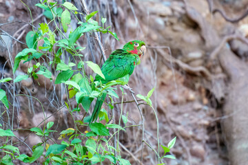 White-eyed Parakeet, Psittacara leucophthalmus in flight. Medium-sized parakeet, with a long graduated tail. Mostly green body with variable amounts of red spots on
