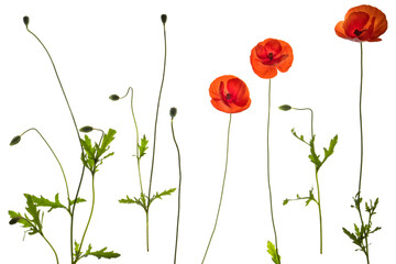 Red field poppies - side on PNG isolated images including foliage, open flowers and flower buds